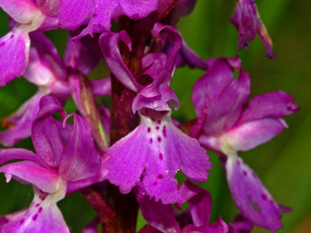 Un''orchidea bella grossa da determinare